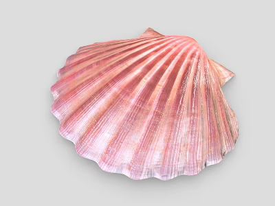 Beautiful Scallop Marine Animal With Pink Fan Shaped Shell And Shiny Texture 3d model