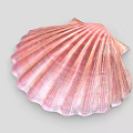 Beautiful Scallop Marine Animal With Pink Fan Shaped Shell And Shiny Texture