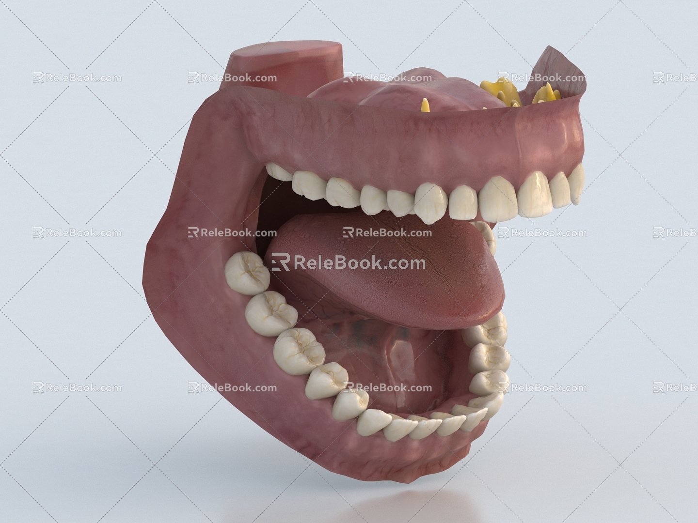 Mouth 3d model