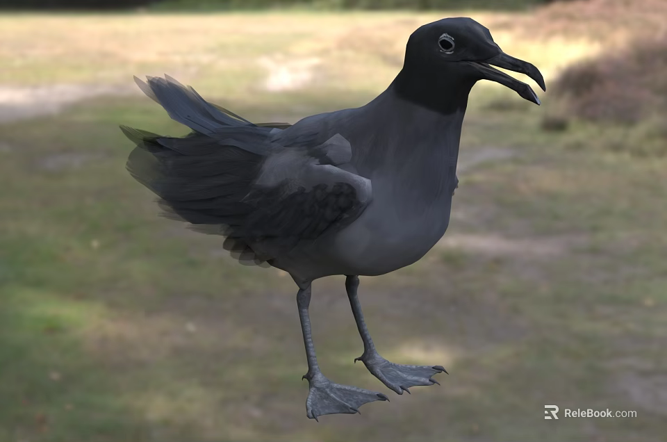 Flying Animal Black Seagull Standing On Grass Field With Dark Feathers 3d model 