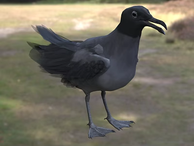 Flying Animal Black Seagull Standing On Grass Field With Dark Feathers 3d model