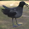 Flying Animal Black Seagull Standing On Grass Field With Dark Feathers
