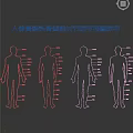 Detailed Medical Teaching Human Skeleton Wall Chart With Bones Skull Spine Joints