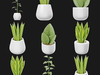 Different Types Of Green Indoor Plants In White Ceramic Pots On Black Background 3d model