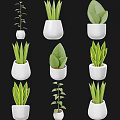 Different Types Of Green Indoor Plants In White Ceramic Pots On Black Background
