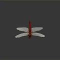 Red Dragonfly With Spread Transparent Wings On Dark Background Showing Natural Beauty