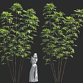 Green Trees With Slender Trunks Lush Leaves And White Human Statue