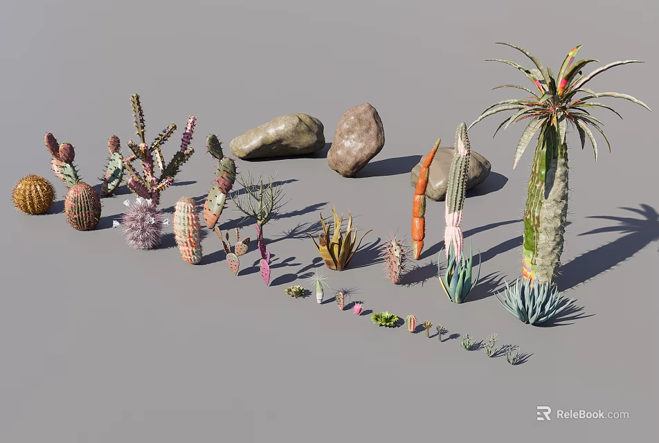 Various Types Of Succulent Plants And Cacti With Stones For Indoor Decor 3d model 