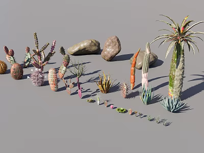 Various Types Of Succulent Plants And Cacti With Stones For Indoor Decor 3d model
