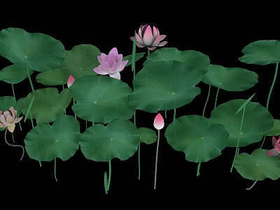 Pink Lotus Flowers and Green Lotus Leaves with Blooming Buds on Black Background 3d model