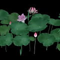 Pink Lotus Flowers and Green Lotus Leaves with Blooming Buds on Black Background