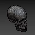 Detailed Human Skull With Textured Surface And Anatomical Features