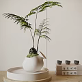 Indoor Bonsai Plant In White Ceramic Pot With Lush Green Leaves And Decorative Tray