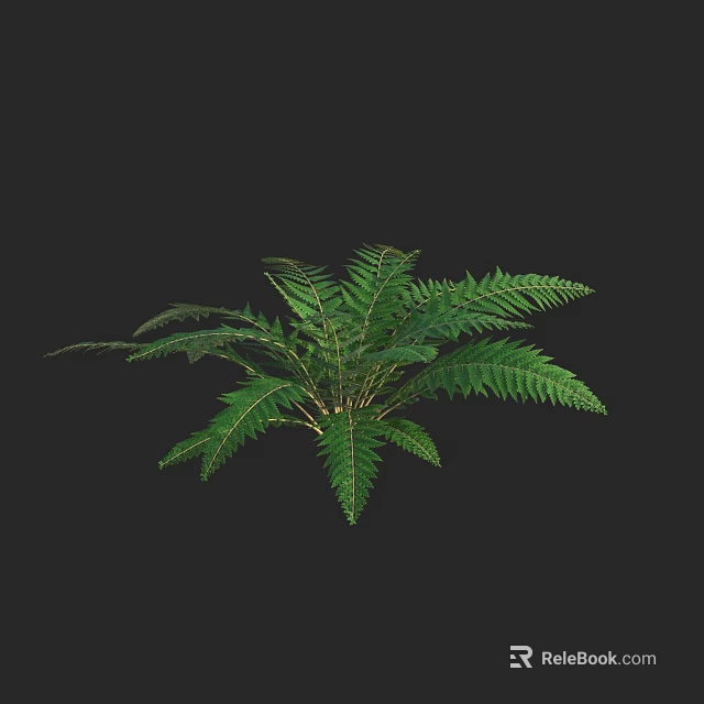 Green Fern Plant with Lush Feathery Fronds Against Black Background 3d model 