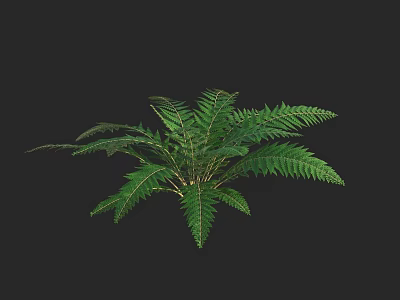 Green Fern Plant with Lush Feathery Fronds Against Black Background 3d model