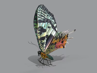 Vibrant Colored Butterfly with Green Black and Pink Patterned Wings Perched on Gray Background 3d model