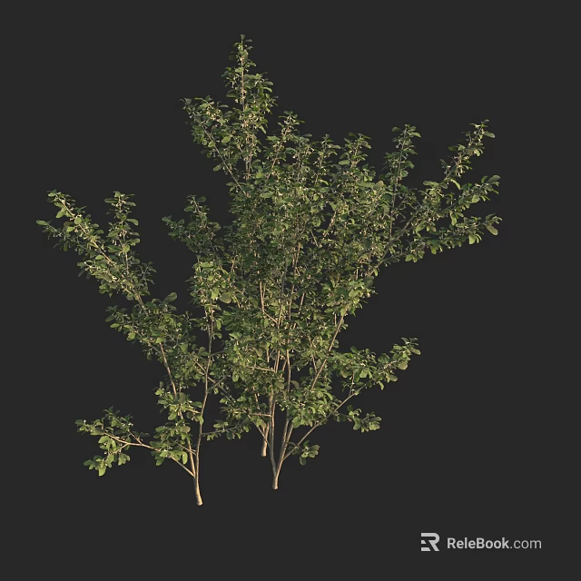 Lush Green Arbor With Dense Foliage And Multiple Thin Branches 3d model