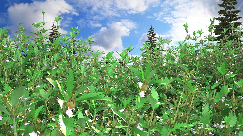 Green Shrubs With White Flowers Under Blue Sky White Clouds And Tall Pine Trees Nearby 3d model 
