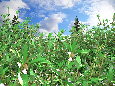 Green Shrubs With White Flowers Under Blue Sky White Clouds And Tall Pine Trees Nearby 3d model