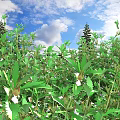 Green Shrubs With White Flowers Under Blue Sky White Clouds And Tall Pine Trees Nearby