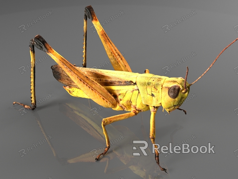 Grasshopper Locust Bugs model