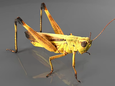 Yellow Reptile With Long Legs Slender Body And Black Stripes On Gray Surface 3d model