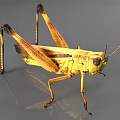 Grasshopper Locust Bugs 3d model