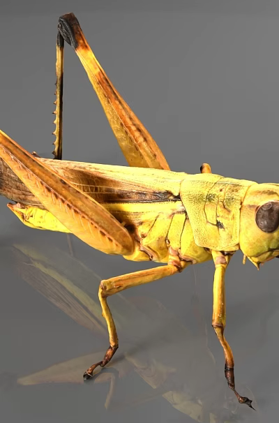 Yellow Reptile With Long Legs Slender Body And Black Stripes On Gray Surface 3d model