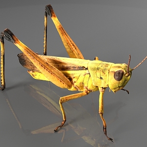 Grasshopper Locust Bugs 3d model