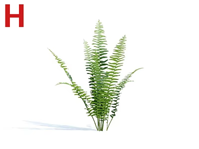 Beautiful Green Fern Plant With Lush Feathery Fronds For Indoor Decoration 3d model