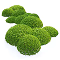 Green Well Trimmed Shrubs With Rounded Shape And Lush Foliage