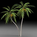 Two Palm Trees With Green Leaves And Yellow Fruits On Slender Trunks