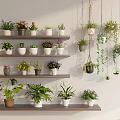 Bonsai and Potted Plants on Wooden Shelves with Grey Wall Hanging Greenery and Mixed Blooms