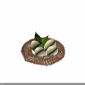 Brown Nest With Four White Eggs And Green Leaves On Dark Background