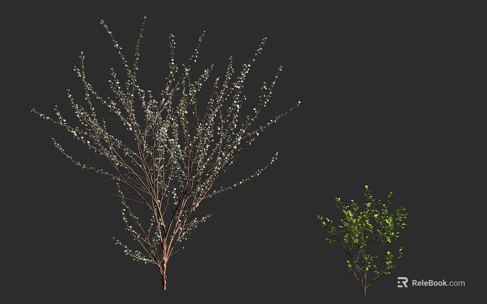 Shrubs with White Foliage on Slender Branches and Green Leaf Varieties 3d model 