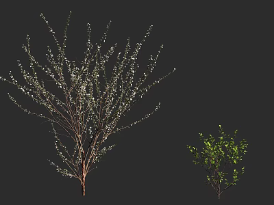 Shrubs with White Foliage on Slender Branches and Green Leaf Varieties 3d model