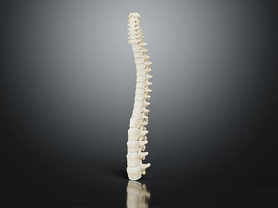 Human Spine Anatomical Model With Vertebrae Structure On Dark Background 3d model