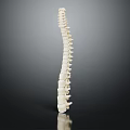 Human Spine Anatomical Model With Vertebrae Structure On Dark Background 3d model