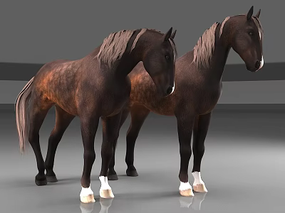 Two Brown Horses With White Hooves Standing On Gray Floor 3d model