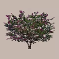 Beautiful Flowering Arbor With Pink Blossoms Lush Green Foliage And Slender Trunk