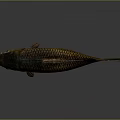 Realistic Brown Carp With Detailed Scales And Reflection On Gray Background 3d model