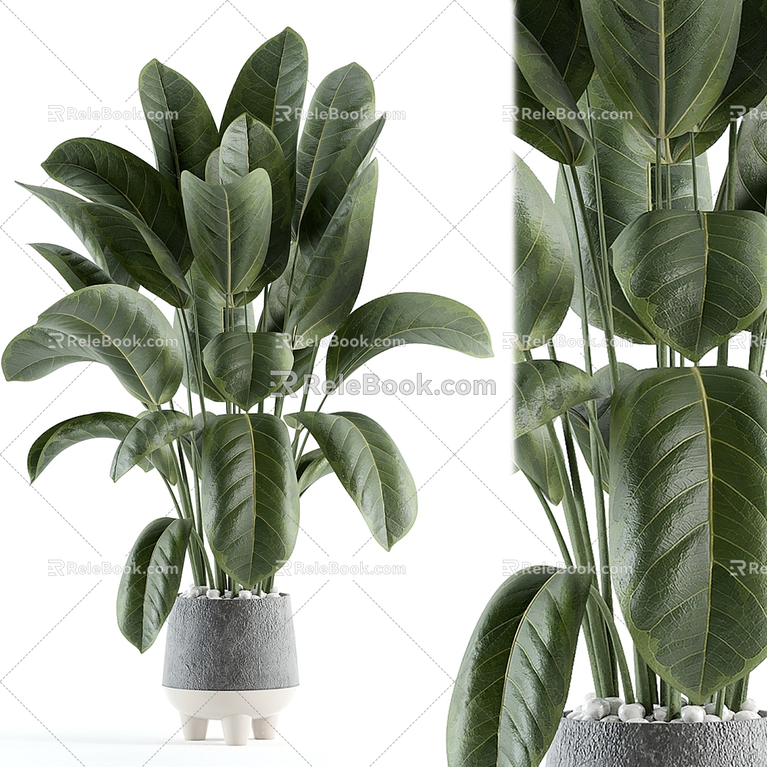 Indoor plants 3d model