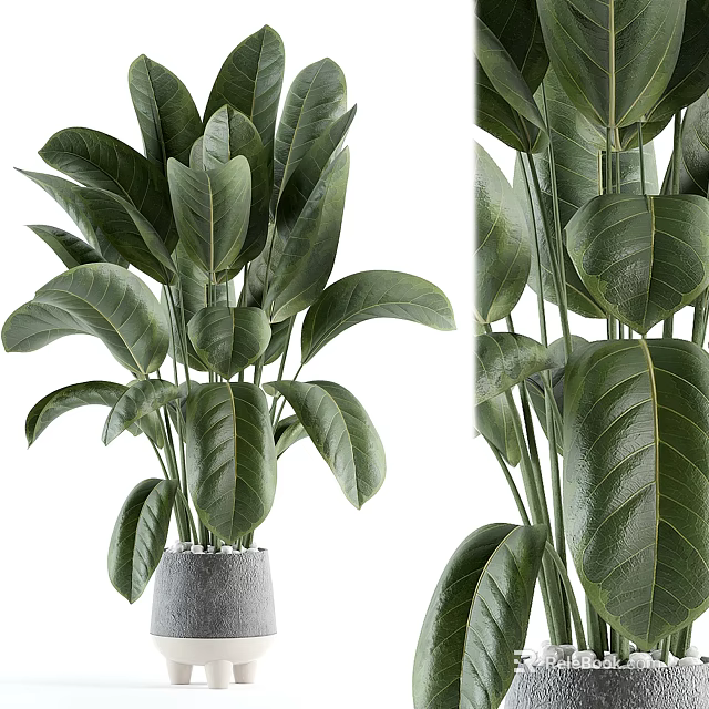 Lush Indoor Potted Plant With Large Green Leaves In Gray Ceramic Pot For Home 3d model 