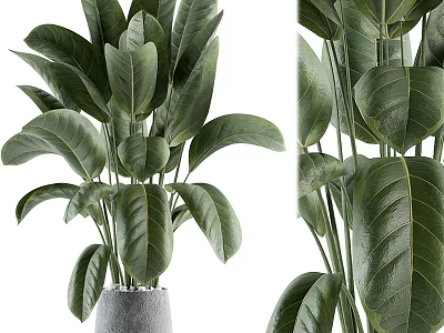 Lush Indoor Potted Plant With Large Green Leaves In Gray Ceramic Pot For Home 3d model