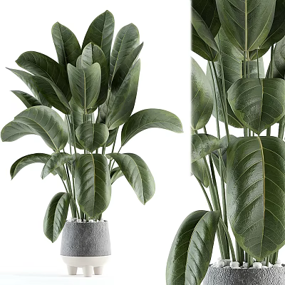Lush Indoor Potted Plant With Large Green Leaves In Gray Ceramic Pot For Home 3d model