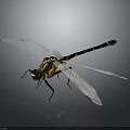Black and Yellow Striped Dragonfly With Transparent Wings And Large Compound Eyes On Dark Background