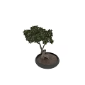 Beautiful Bonsai Plant with Twisted Trunk Lush Green Leaves and Pebbles in Black Pot