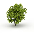 Lush Green Shrub With Vibrant Foliage And Dense Leafy Branches