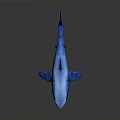 Blue Shark Realistic Model on Dark Background with Detailed Fins and Tail