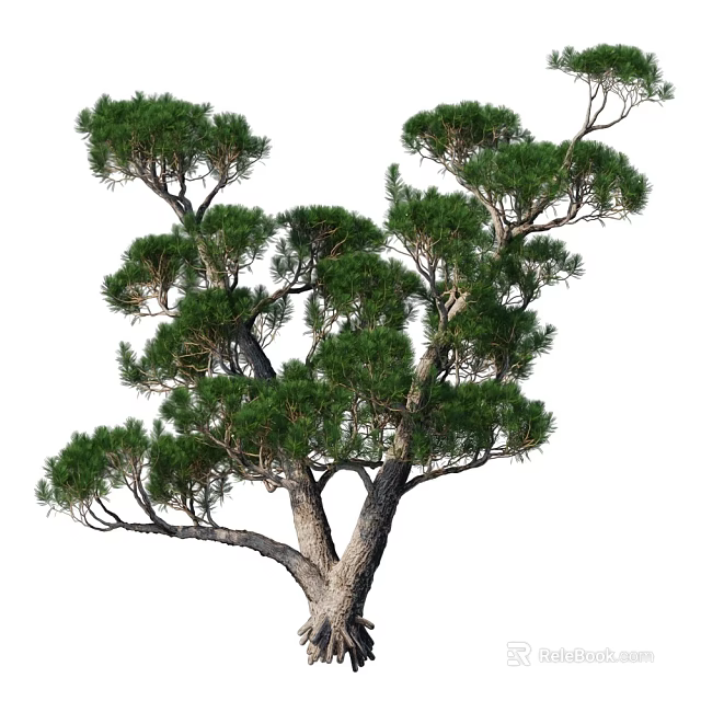 Evergreen Shrub With Dense Needle Like Foliage And Branchy Structure For Garden Landscaping 3d model 